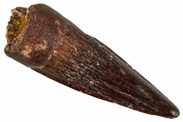 Juvenile Fossil Spinosaurus Tooth - Real Dinosaur Tooth #348722